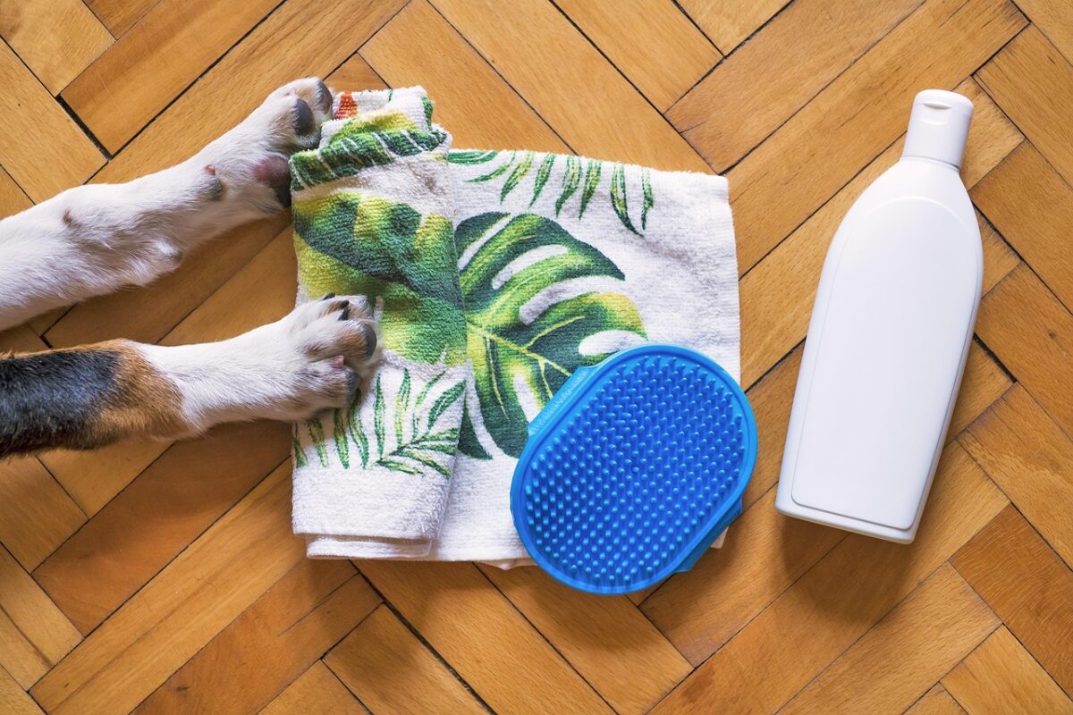 A dog being brushed at a grooming bench