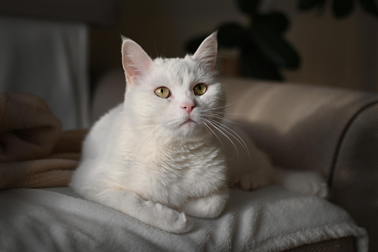 A clean cat litter box in a bright apartment