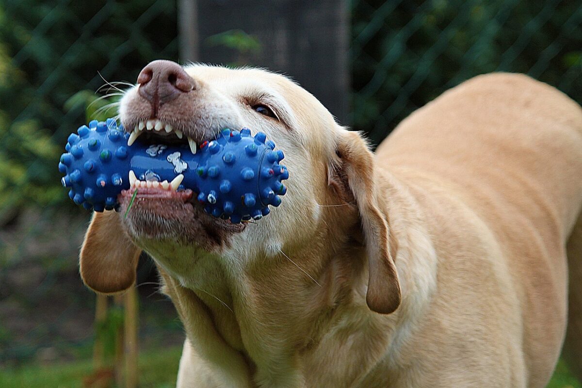 A dog chewing a dental treat
