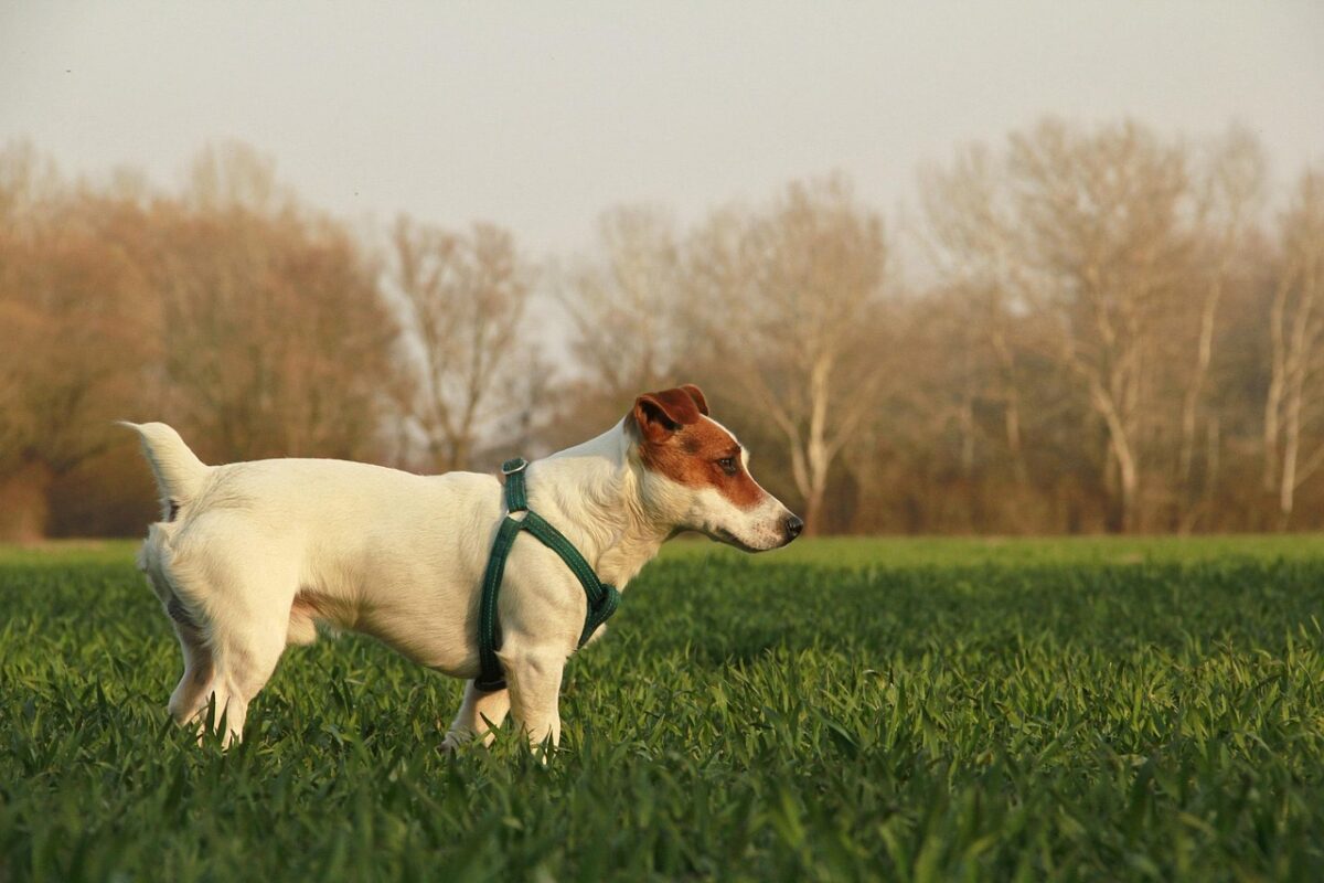 A dog walking on a leafy city path