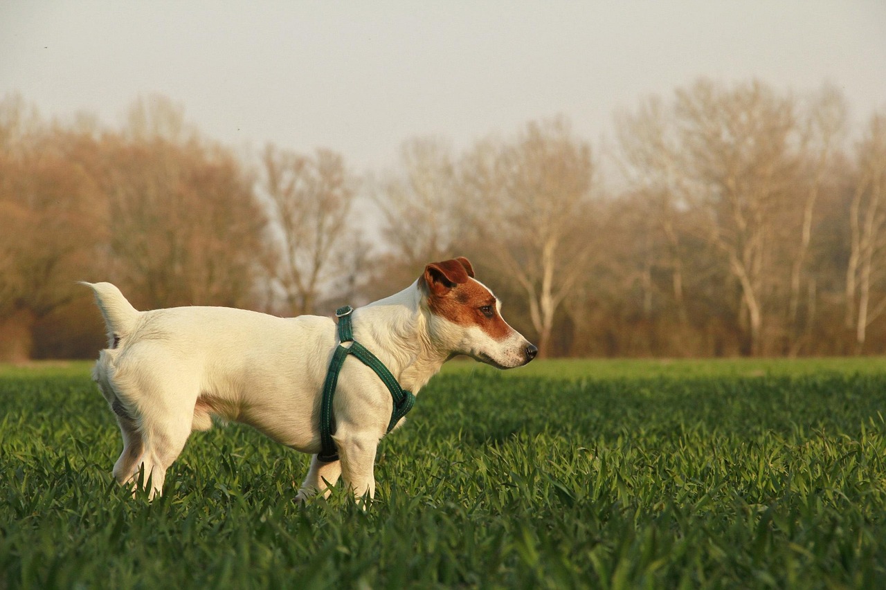 A dog walking on a leafy city path