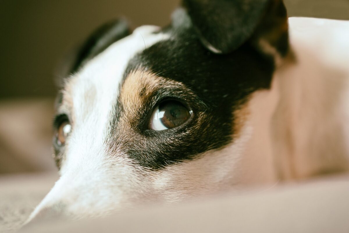 Close-up of a small dog’s face being groomed