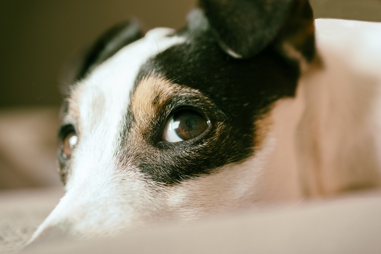 Close-up of a small dog’s face being groomed