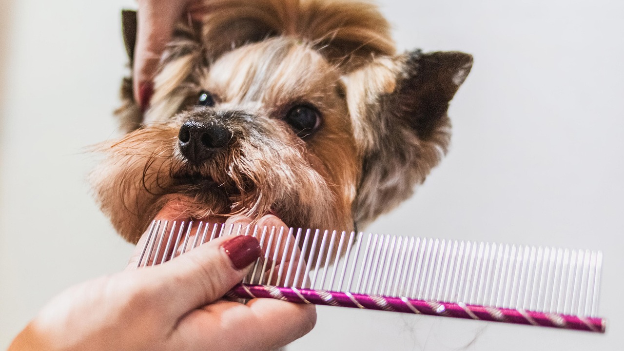 Fluffy Paws Supply — pet grooming supplies in Brooklyn, NY